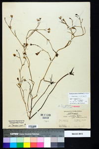 Symphyotrichum tenuifolium image