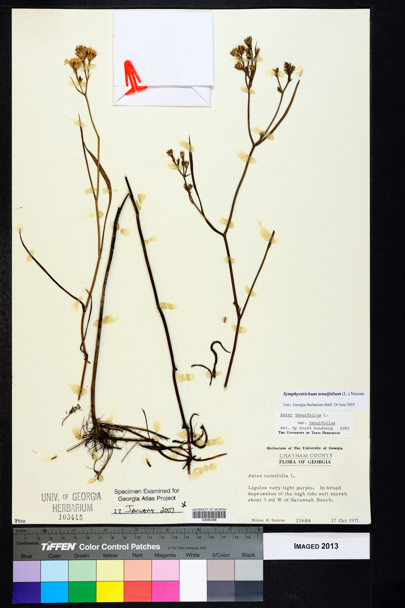 Symphyotrichum tenuifolium image