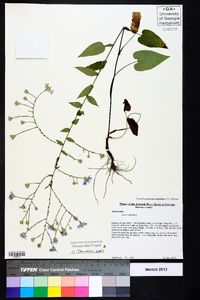 Symphyotrichum undulatum image