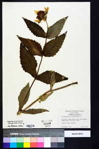 Tetragonotheca helianthoides image