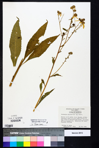 Verbesina alternifolia image