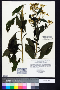 Verbesina alternifolia image