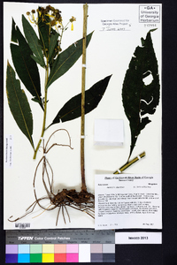 Verbesina alternifolia image