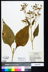 Verbesina occidentalis image