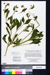Verbesina occidentalis image