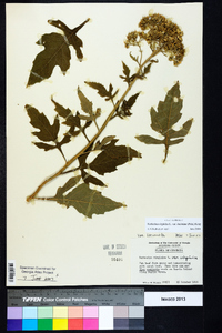 Verbesina virginica var. laciniata image