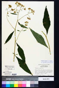 Verbesina virginica var. virginica image