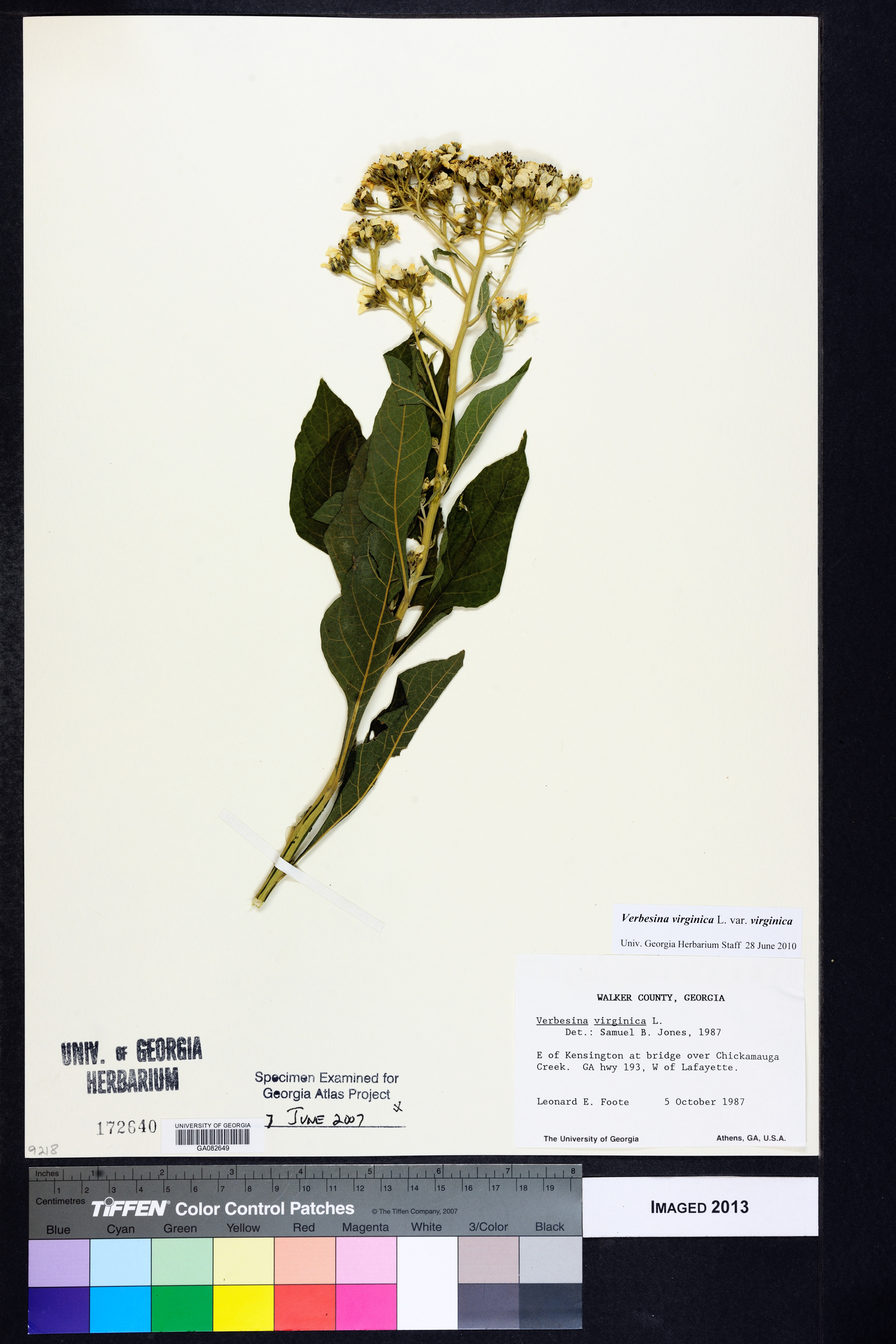 Verbesina virginica var. virginica image