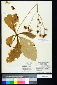 Vernonia acaulis image