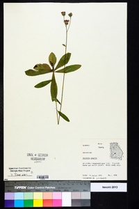 Vernonia acaulis image