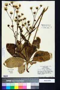 Vernonia acaulis image