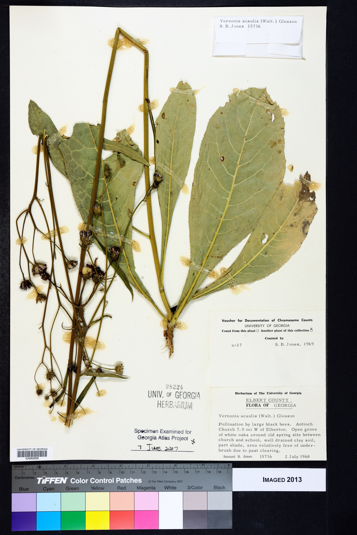 Vernonia acaulis image