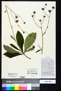 Vernonia acaulis image