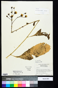 Vernonia acaulis image