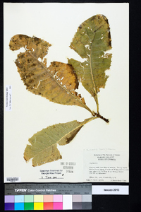 Vernonia acaulis image