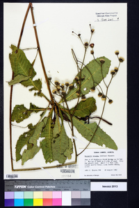 Vernonia acaulis image