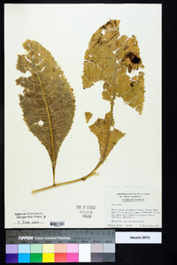 Vernonia acaulis image