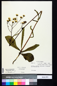 Vernonia acaulis image