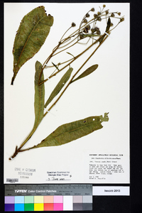 Vernonia acaulis image