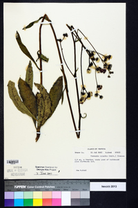 Vernonia acaulis image