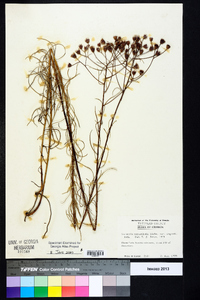 Vernonia angustifolia image