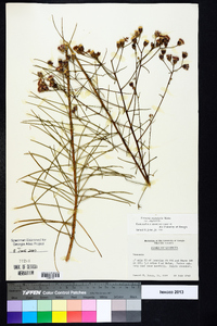 Vernonia angustifolia image