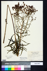 Vernonia angustifolia image