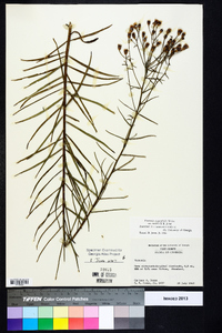 Vernonia angustifolia image