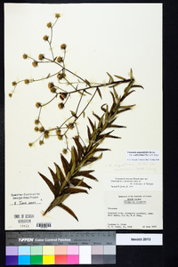 Vernonia angustifolia var. scaberrima image