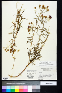 Vernonia angustifolia var. scaberrima image