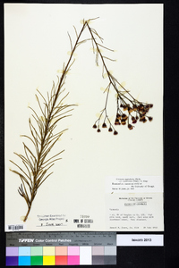 Vernonia angustifolia var. scaberrima image