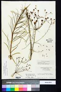 Vernonia angustifolia var. scaberrima image