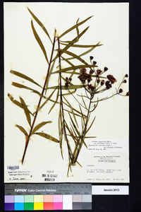 Vernonia angustifolia var. scaberrima image