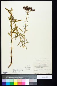 Vernonia angustifolia image