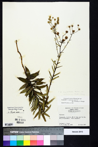 Vernonia angustifolia var. scaberrima image