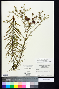 Vernonia angustifolia image