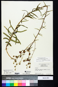 Vernonia angustifolia var. scaberrima image