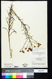 Vernonia angustifolia var. scaberrima image
