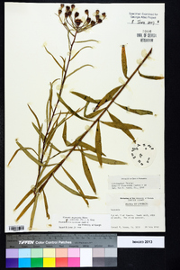 Vernonia angustifolia var. scaberrima image