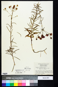 Vernonia angustifolia var. scaberrima image