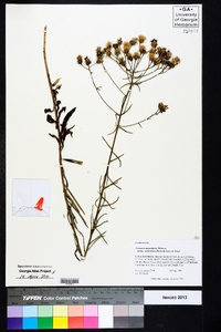 Vernonia angustifolia var. scaberrima image