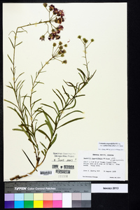 Vernonia angustifolia var. scaberrima image