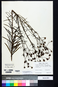 Vernonia angustifolia var. scaberrima image