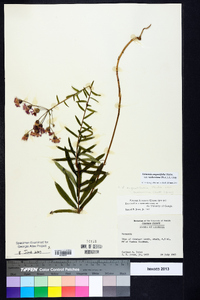 Vernonia angustifolia var. scaberrima image