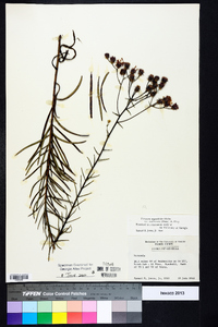 Vernonia angustifolia var. scaberrima image