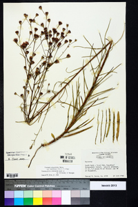 Vernonia angustifolia var. scaberrima image