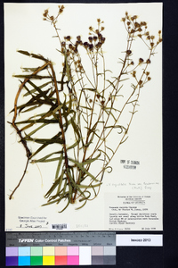 Vernonia angustifolia var. scaberrima image