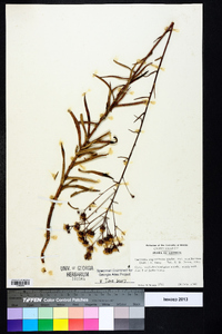 Vernonia angustifolia image