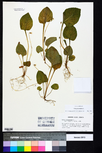 Viola primulifolia image