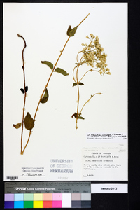 Ageratina jucunda image